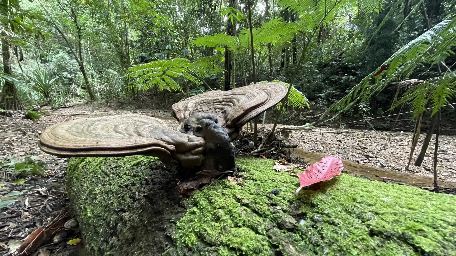 paysage, randonnée pédestre, sentier, koné tiwaka, espace de l'ouest