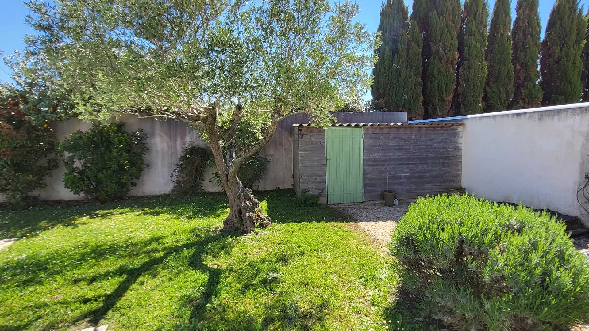 Garden - Olive tree