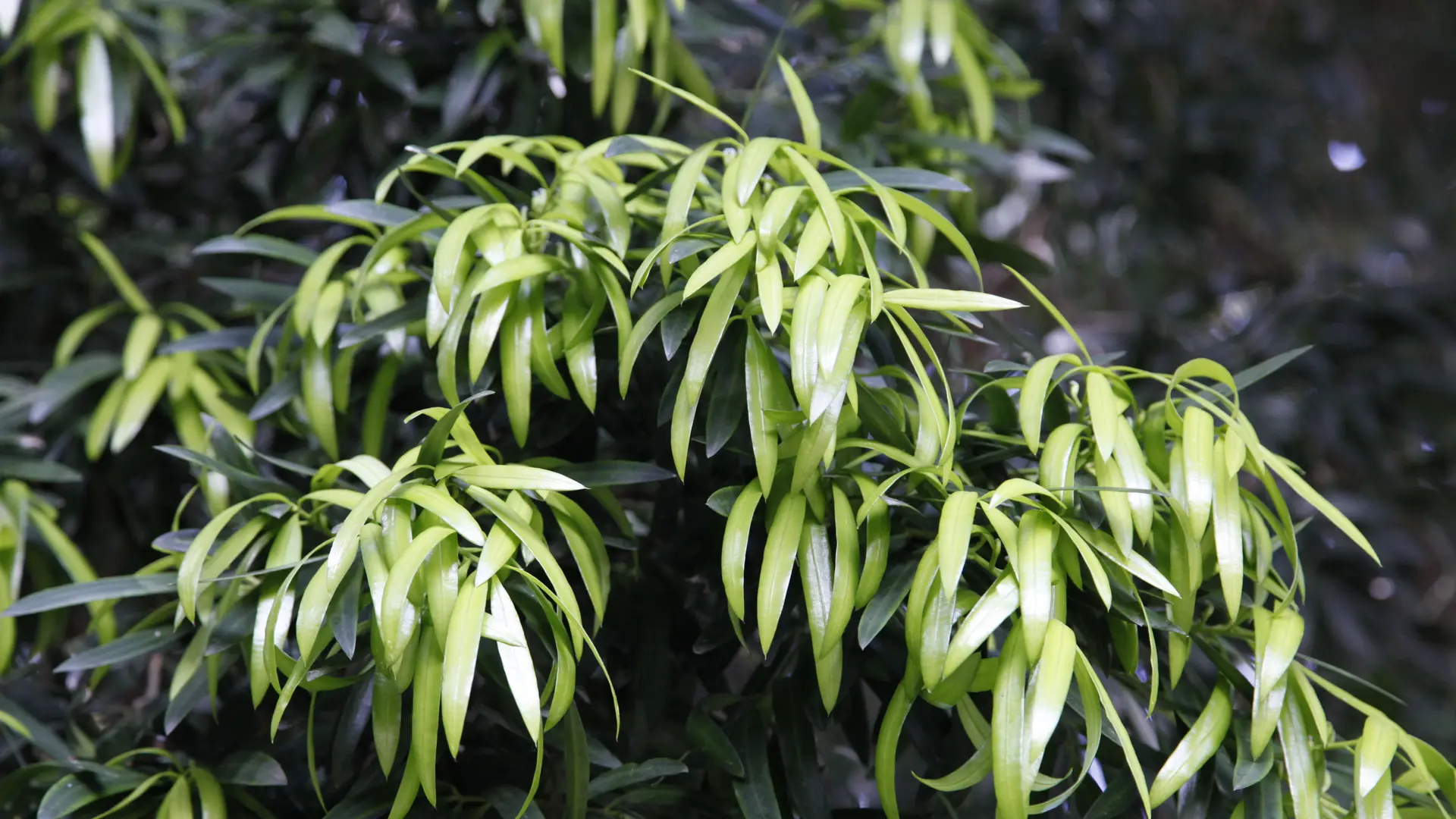 Podocarpus