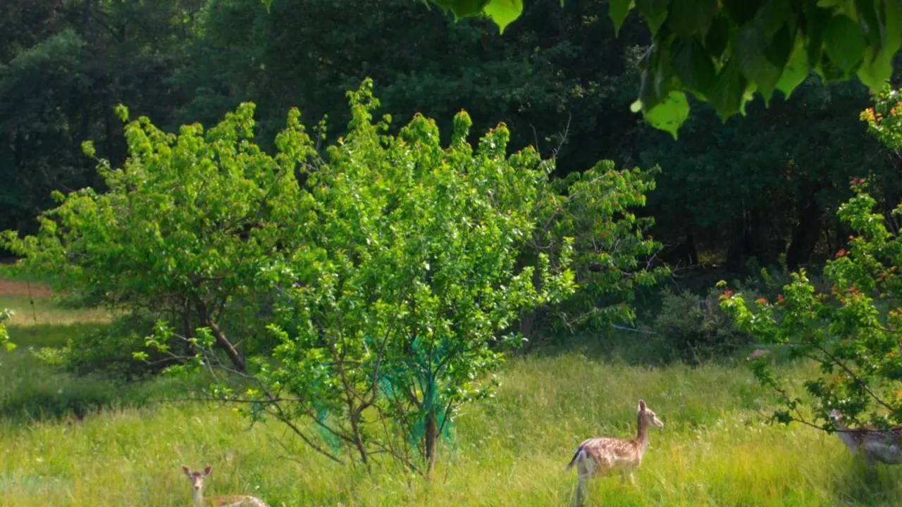 D'autres animaux plus farouches