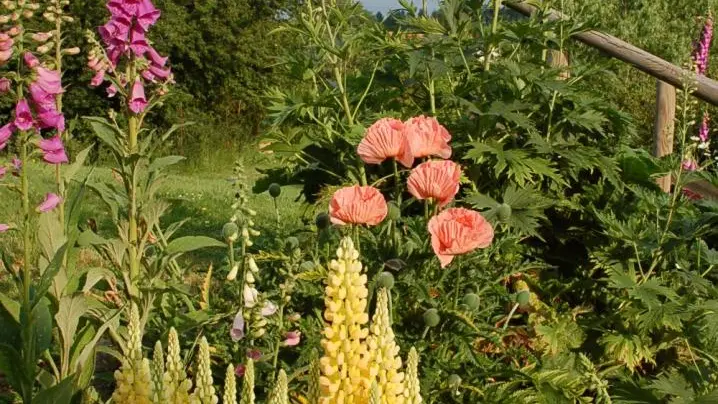 Les fleurs de notre jardin Allier Auvergne