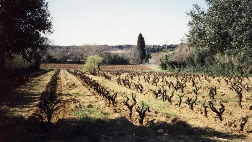 Vignes en hiver, taille en gobelet