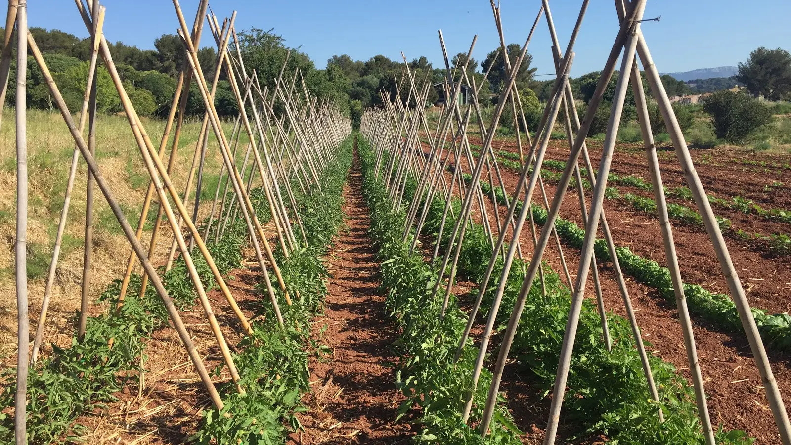 Tipees à tomates