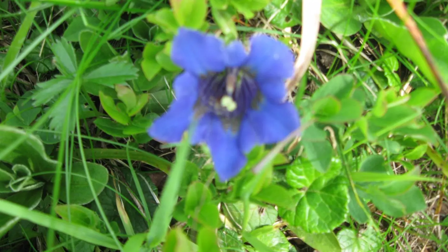 La gentiane bleue