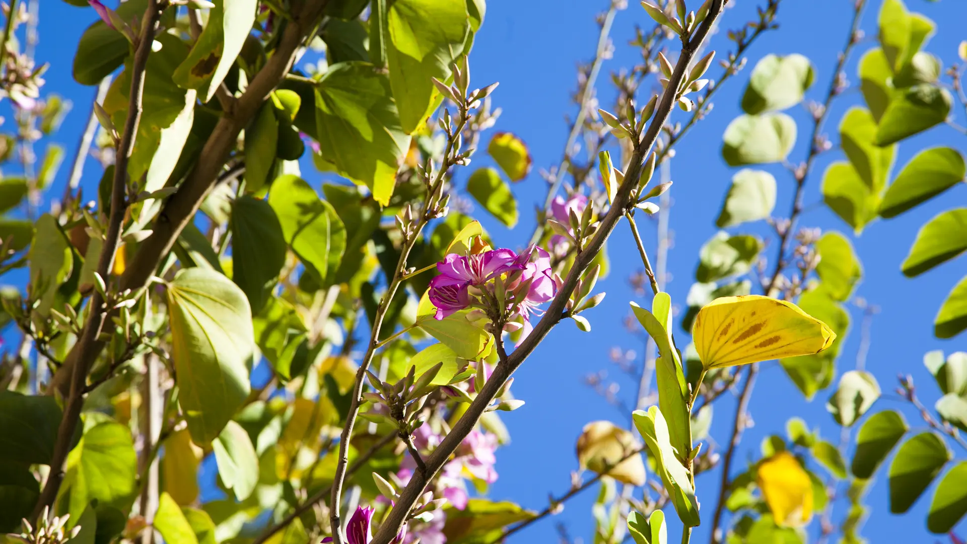 Bauhinia Purpea Blume