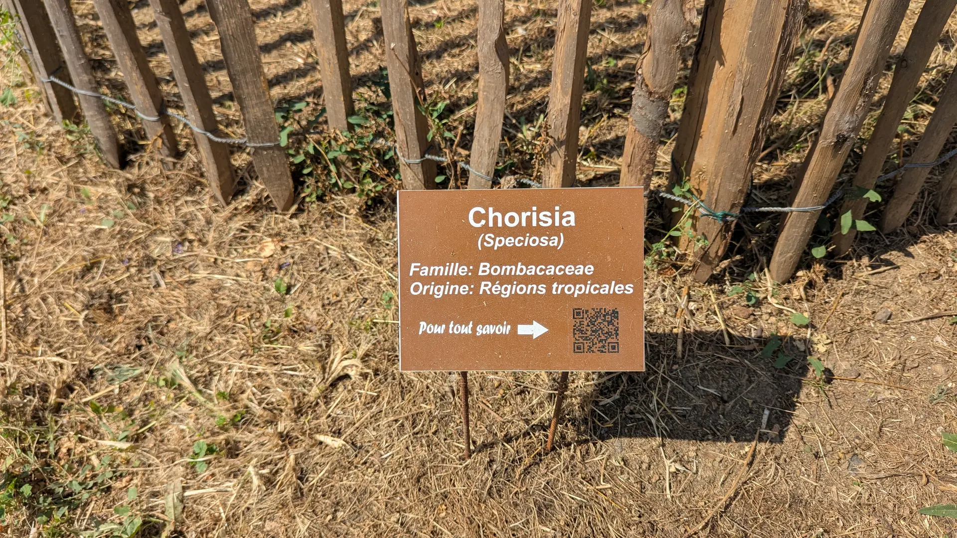 Plaque du Chorisia