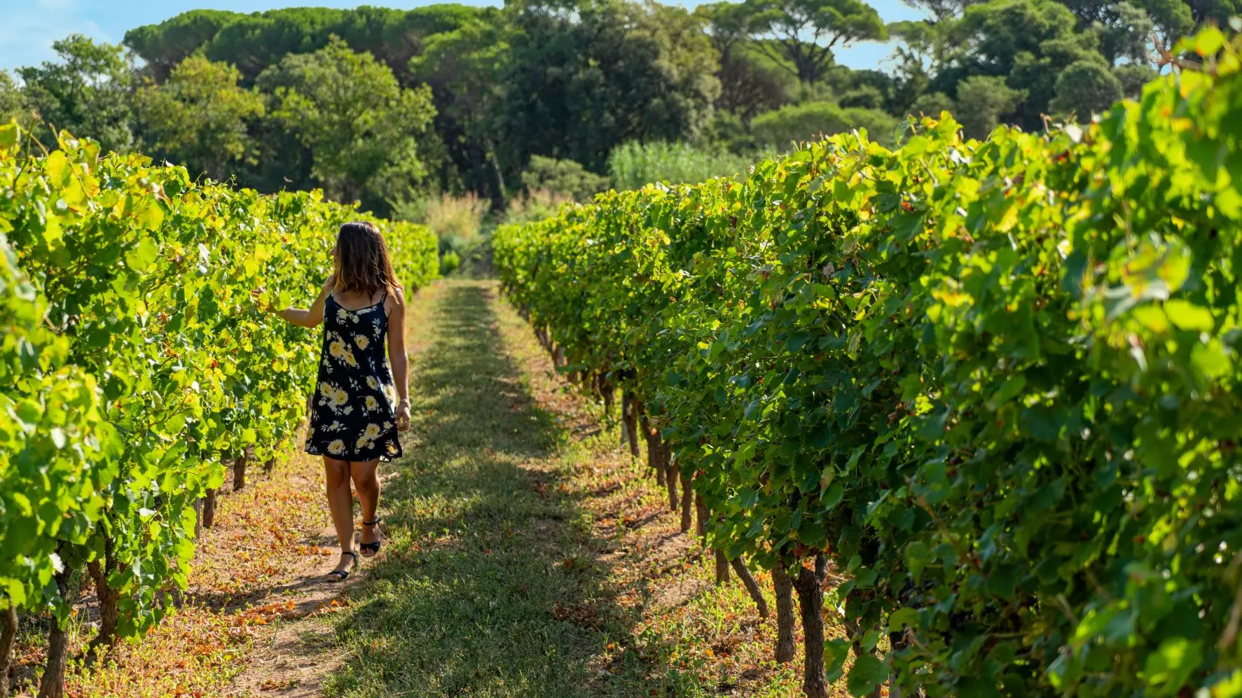 Balade dans les vignes