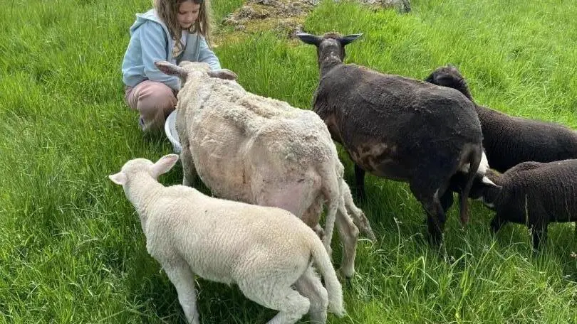 Nos petits amis les moutons adorent les friandises...