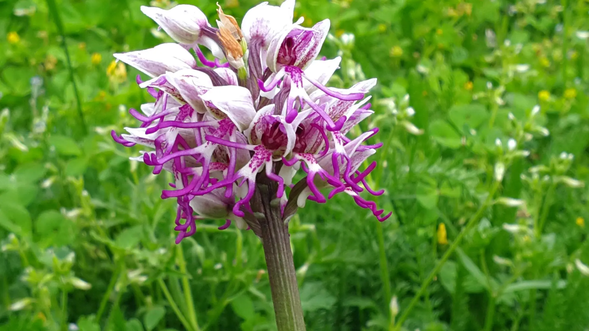 Un environnement préservé pour les orchidées des champs à LOU PAPAGAI