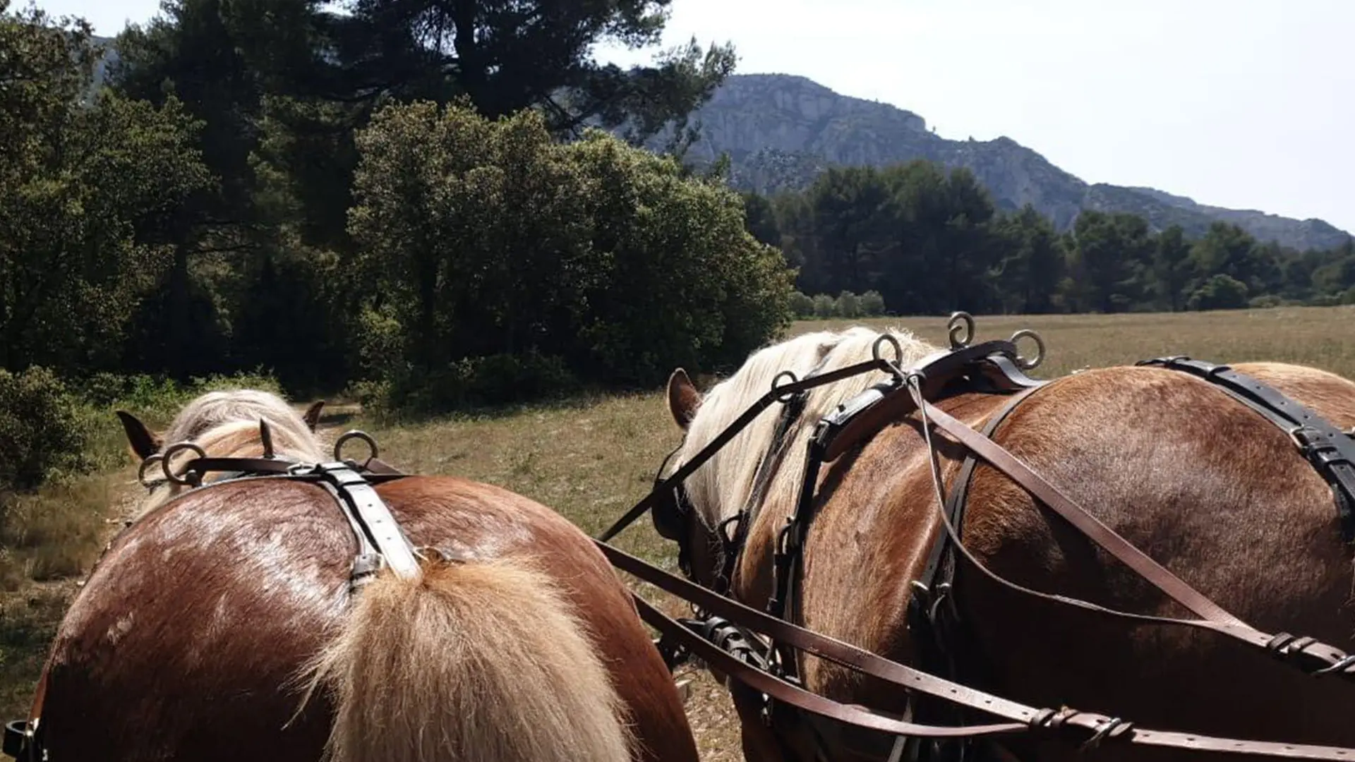 Balade attelage avec 2 chevaux au cœur des Alpilles