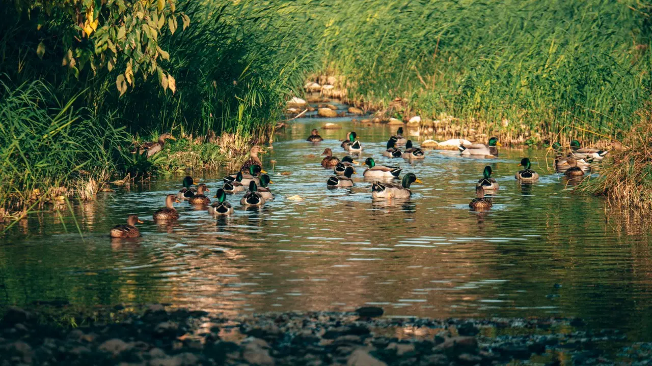 Canal des arrosants