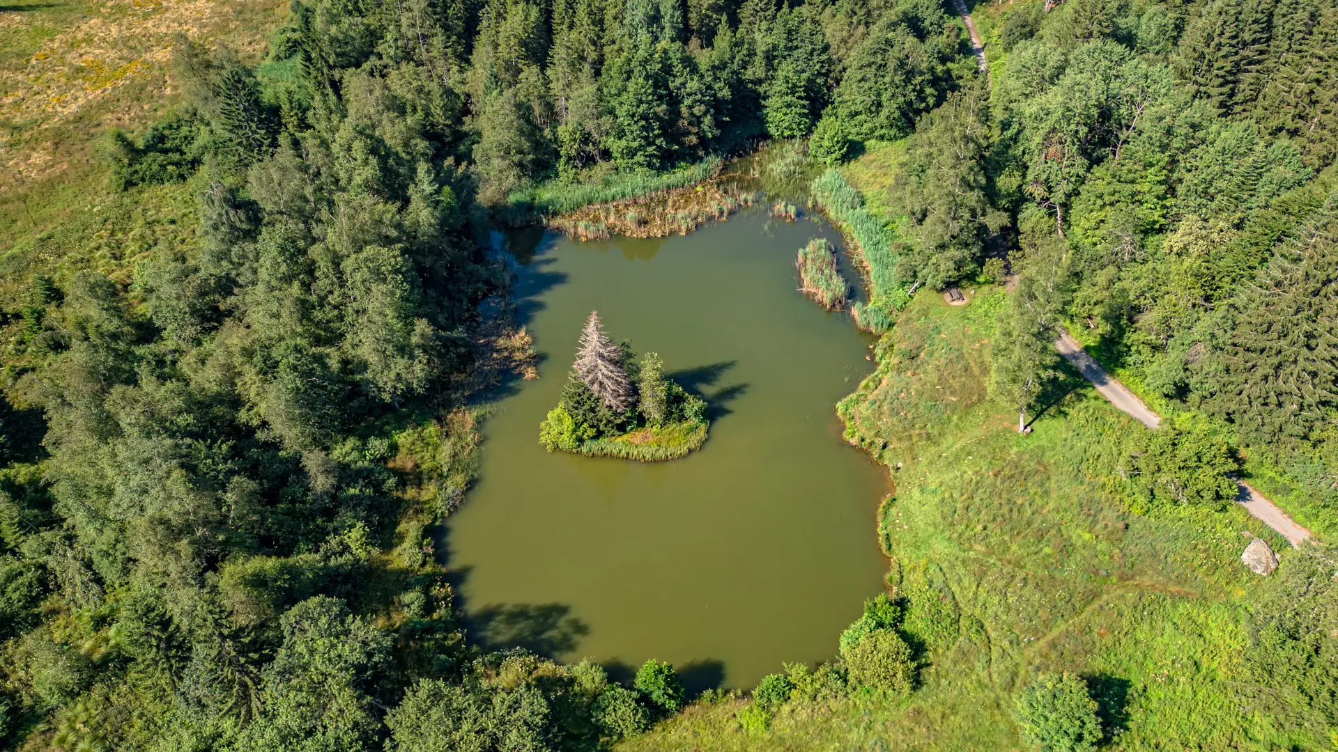 L'image montre un étang entouré d'arbres. Au milieu de l'étang, il y a une petite île avec un arbre.