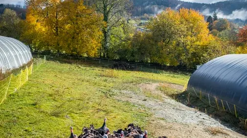 Troupeau de dindon en plein air.