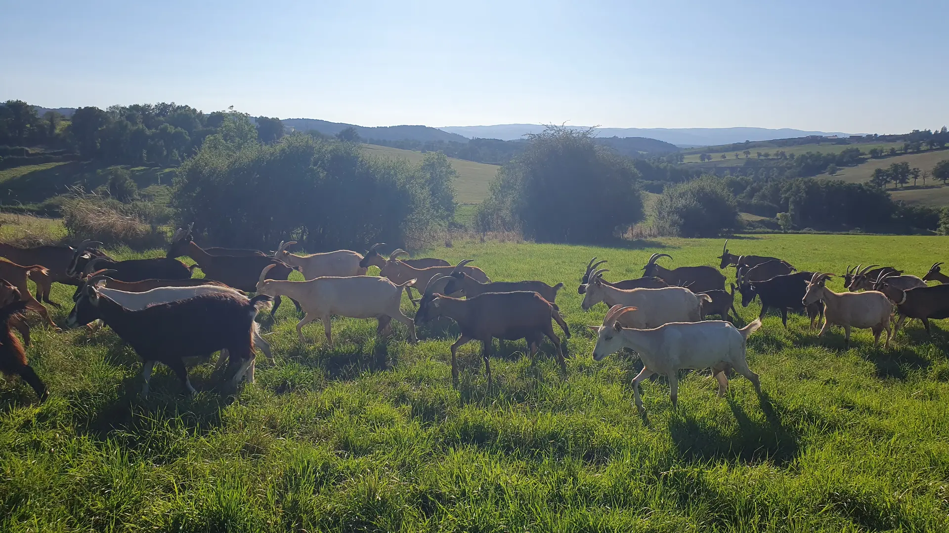 Chèvres