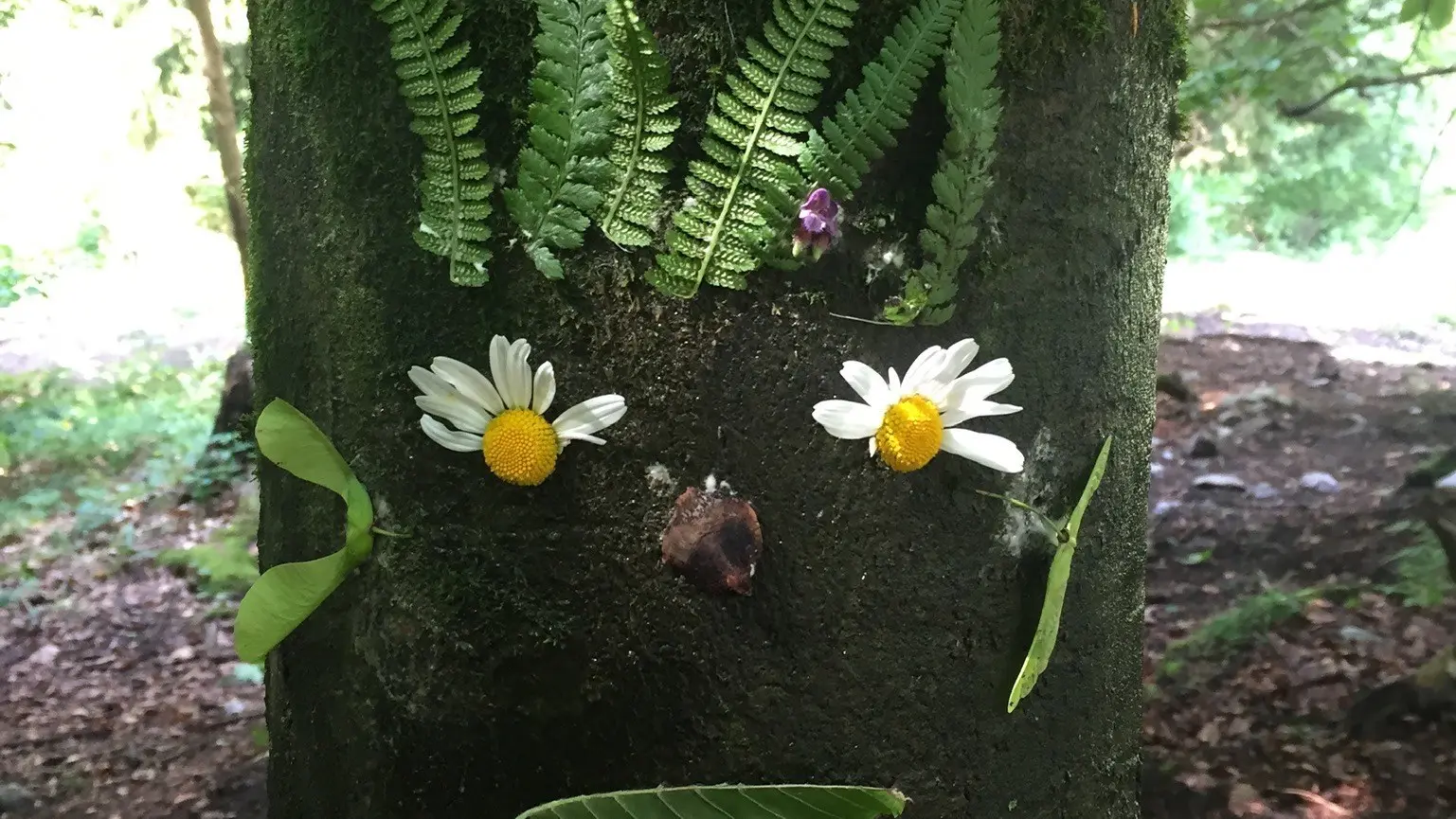 Balades nature à croquer