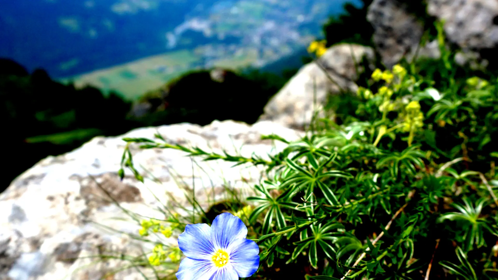 Fleur de Lin