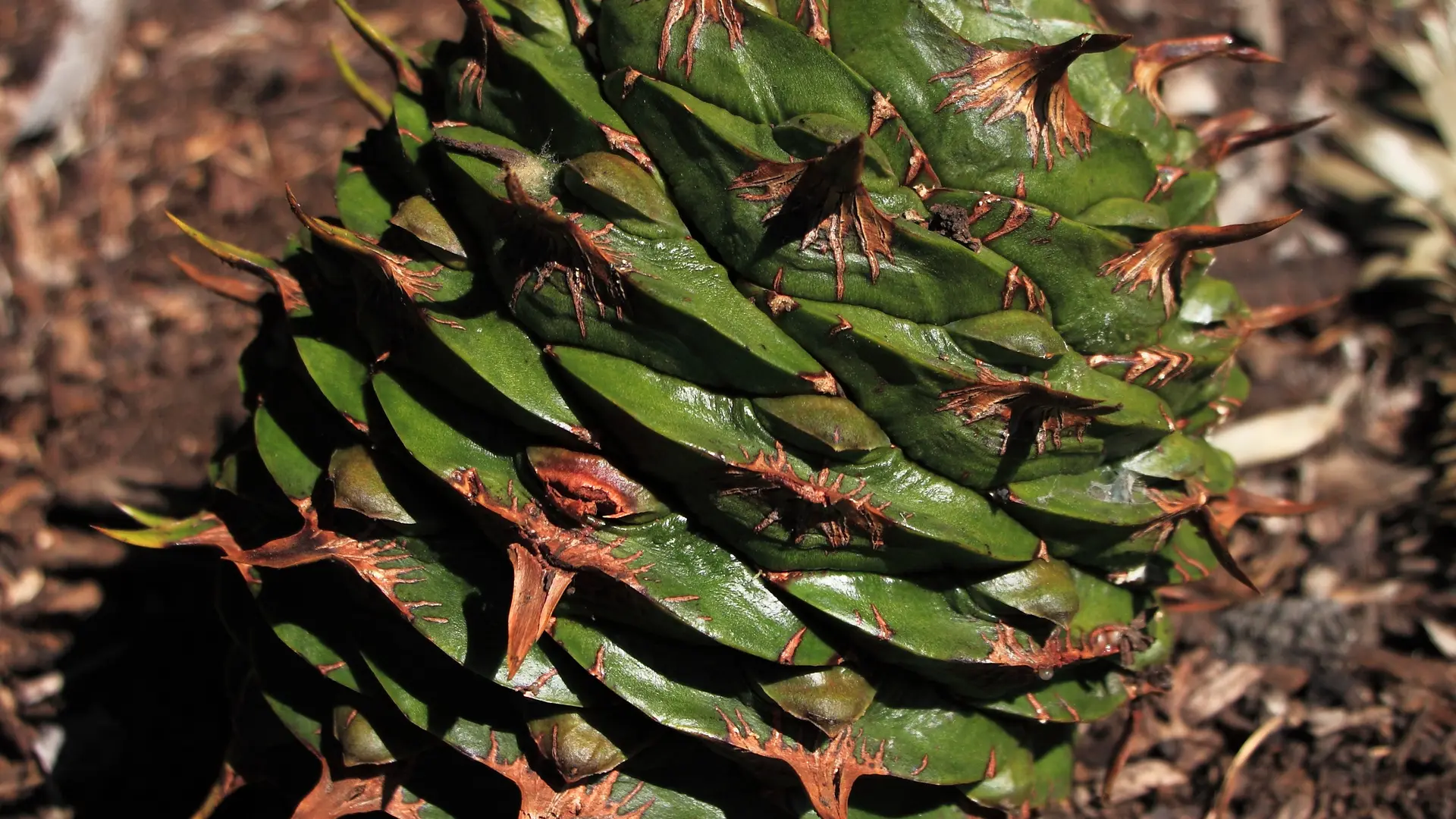 Araucaria Bidwillii zoom