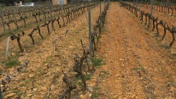 Vignes en hiver, taille en cordon de Royat