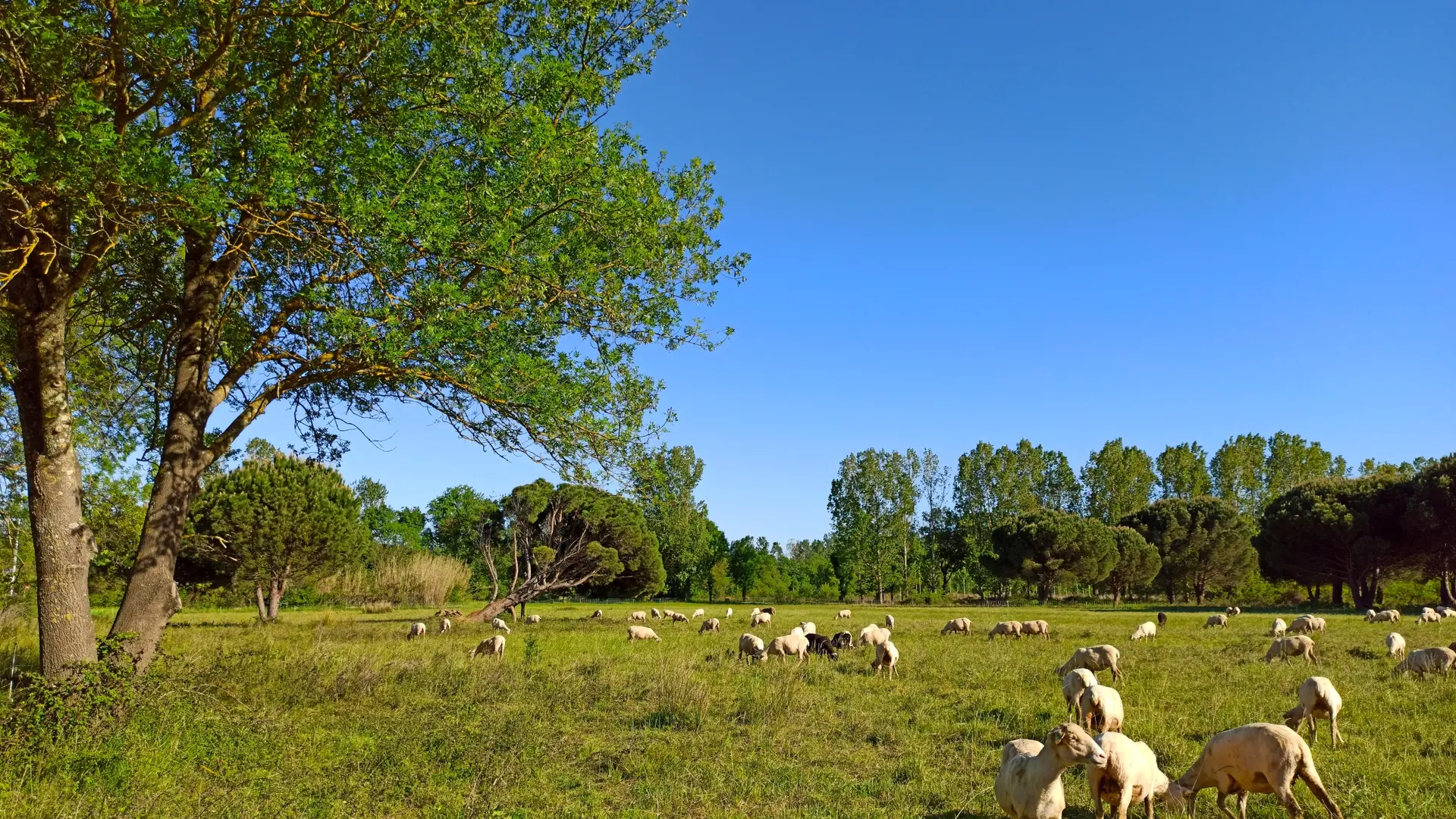 Moutons paissant près des Marines de Gassin https://gassin.eu