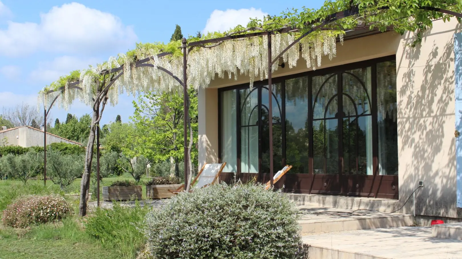 la treille (glycine et vigne vierge)