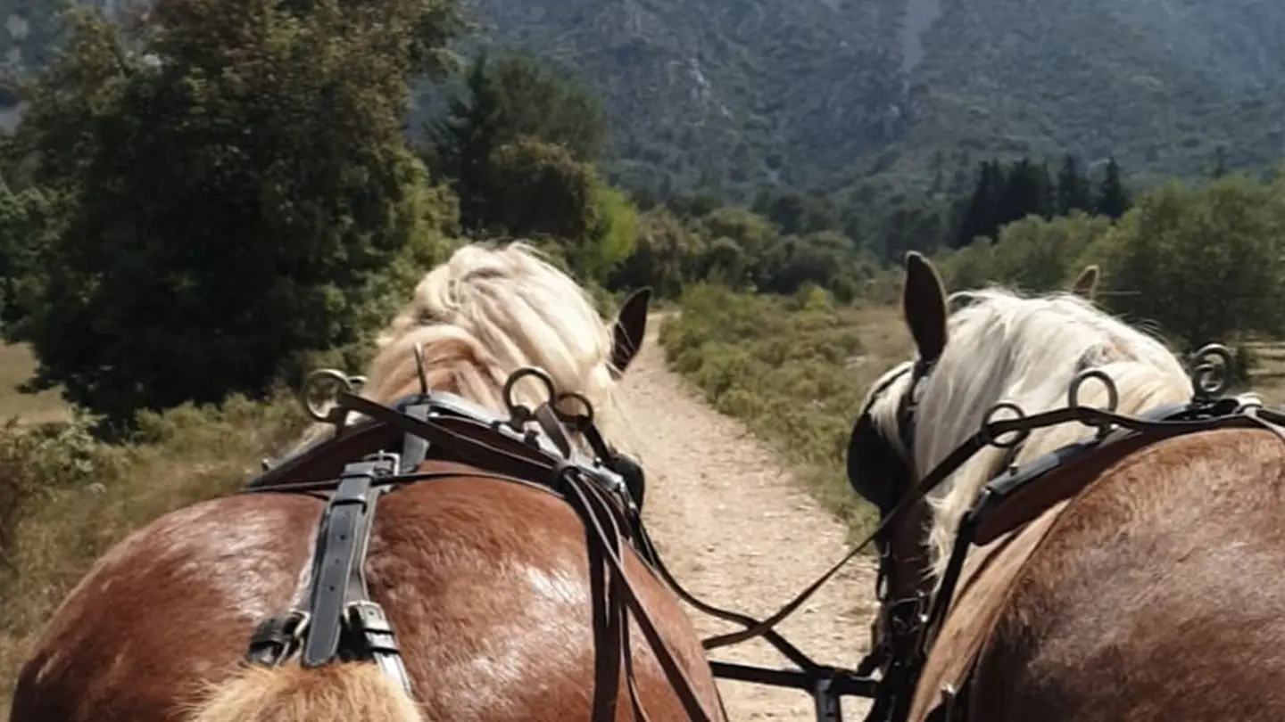 Balade attelage avec 2 chevaux au cœur des Alpilles
