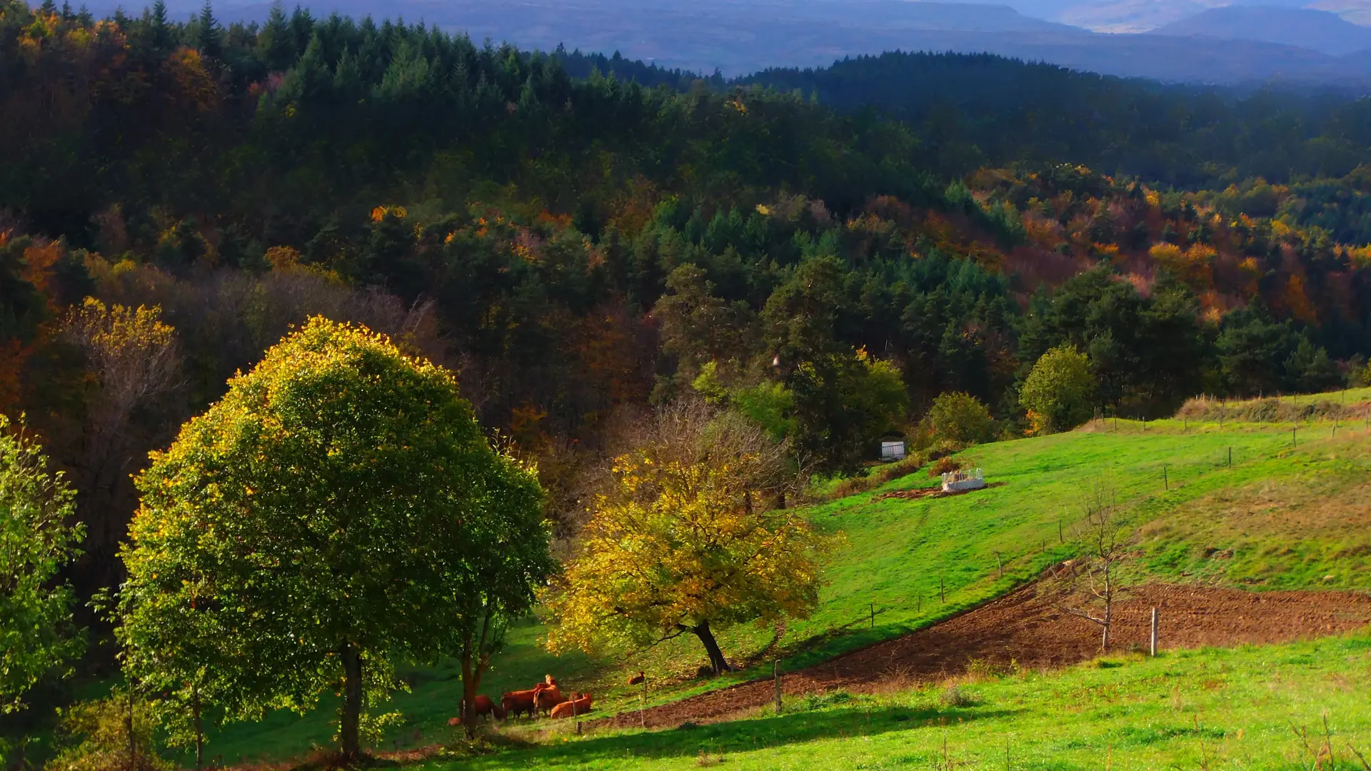 Vallon d'Armandine