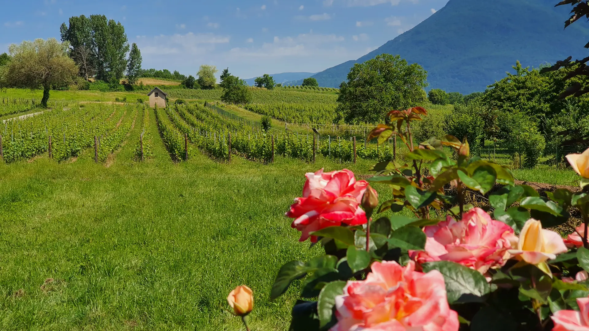 Vignoble Gamay