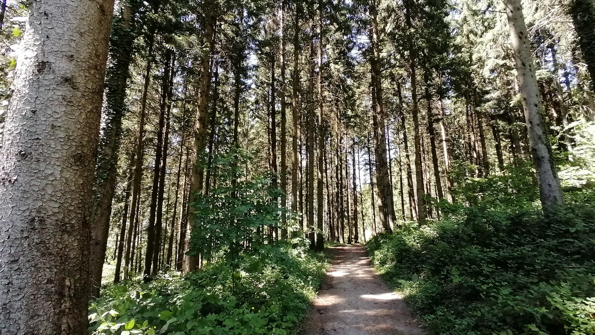 Passage en fôret sur le parcours de vtt