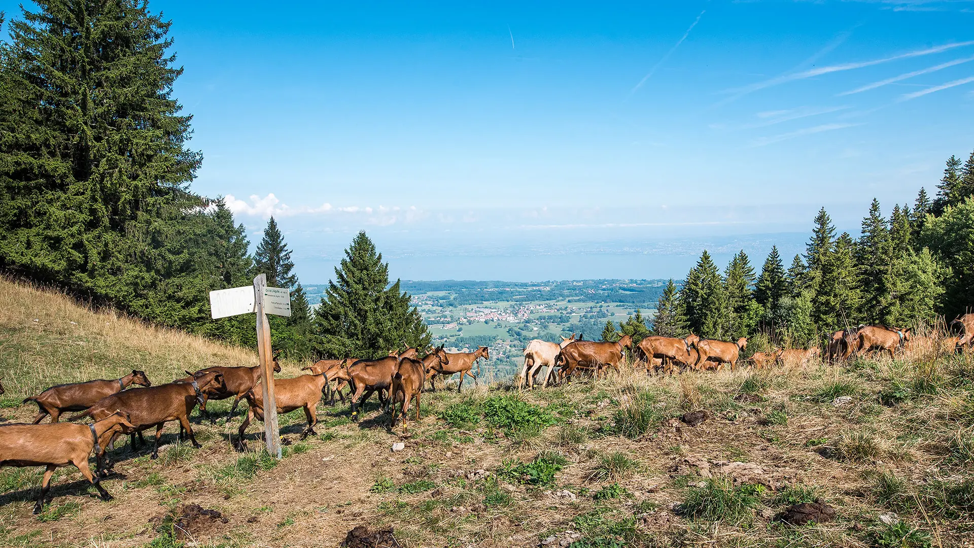 Le col de l'Aiguille et sa vue sur le Lac Léman
