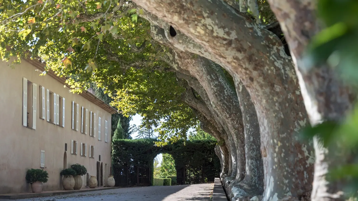 Allée des platanes