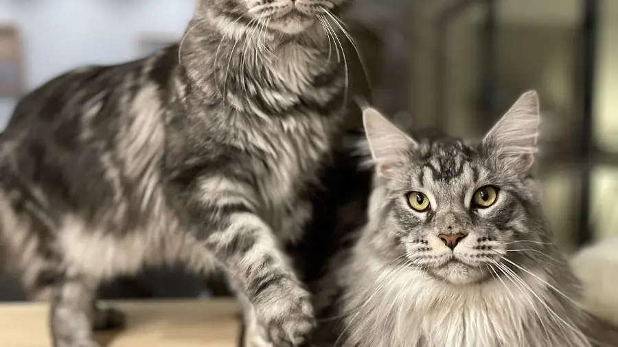 Les chats de la maison
