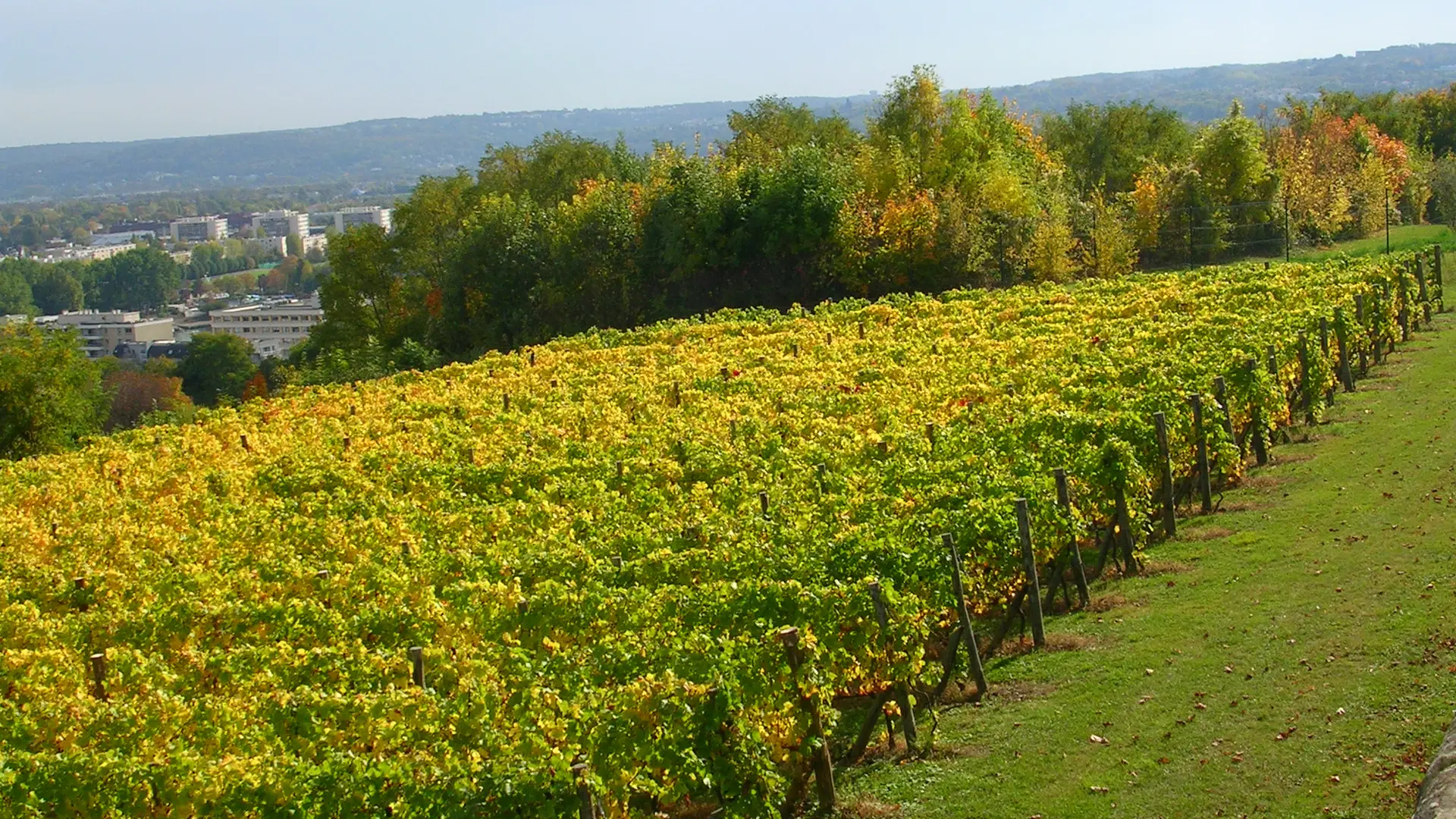 Etape 2 - Les vignes de Saint-Germain-en-Laye / Le Pecq