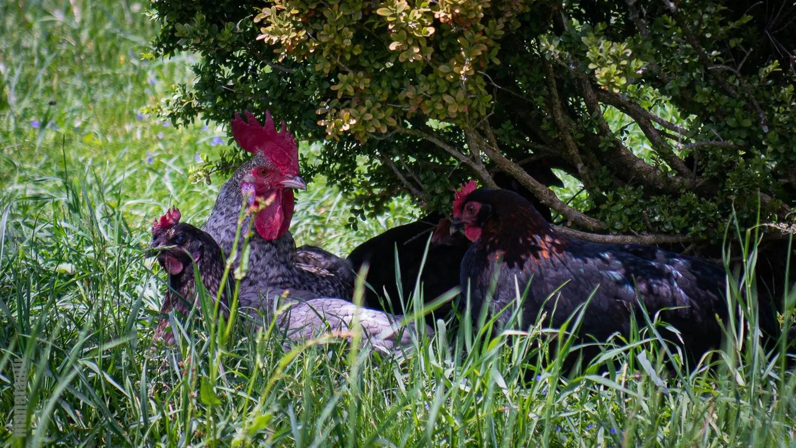 Coq au repos