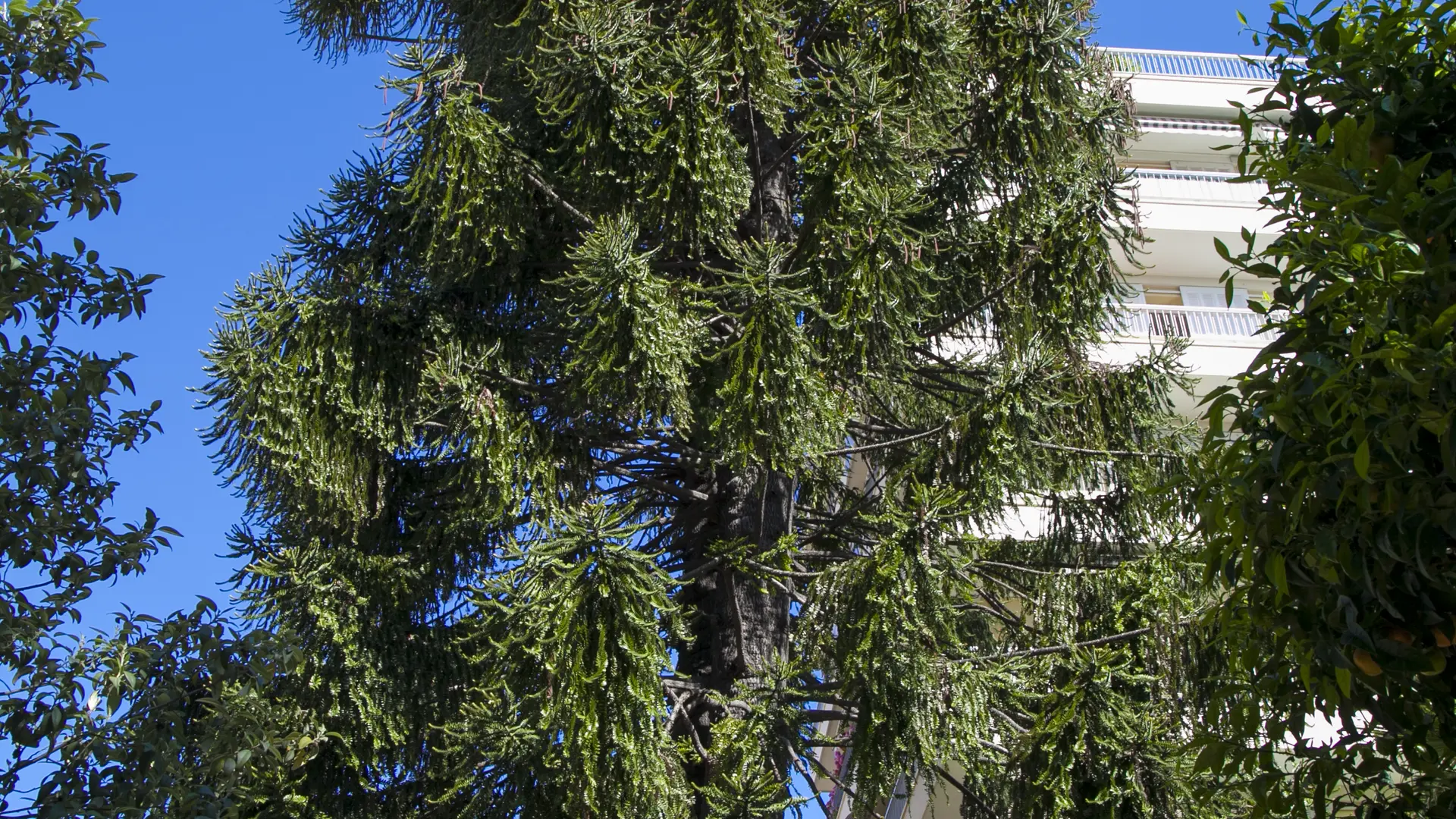 Araucaria Bidwillii arbre