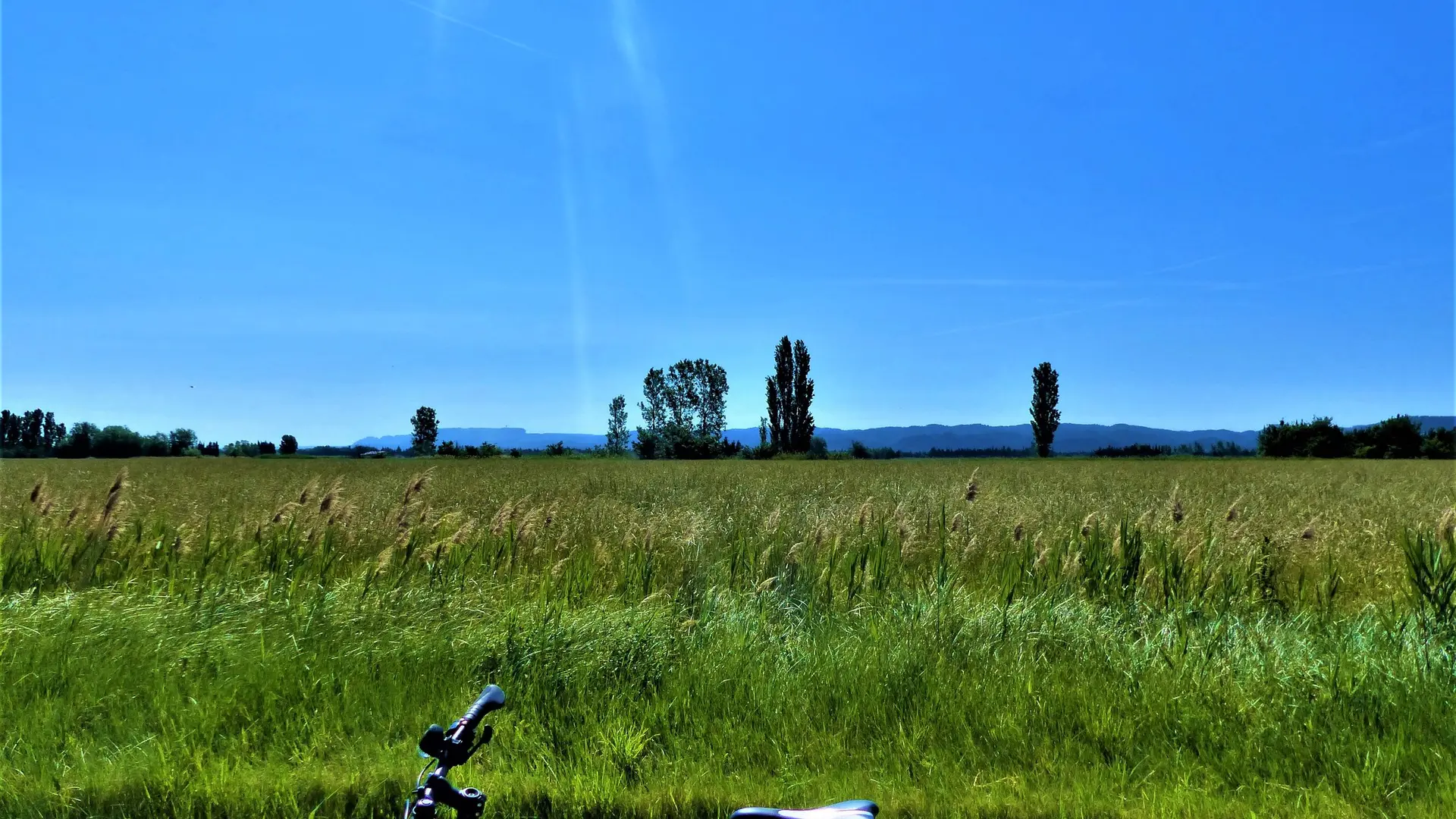 Champ céréalier proche de Tarascon