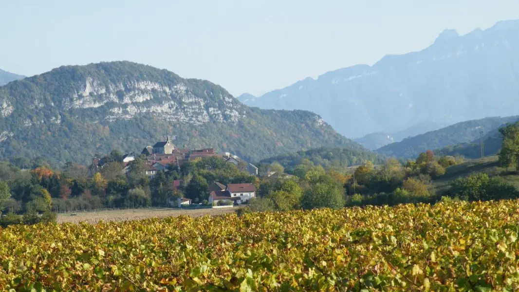 Vue sur les vignobles de Marignieu