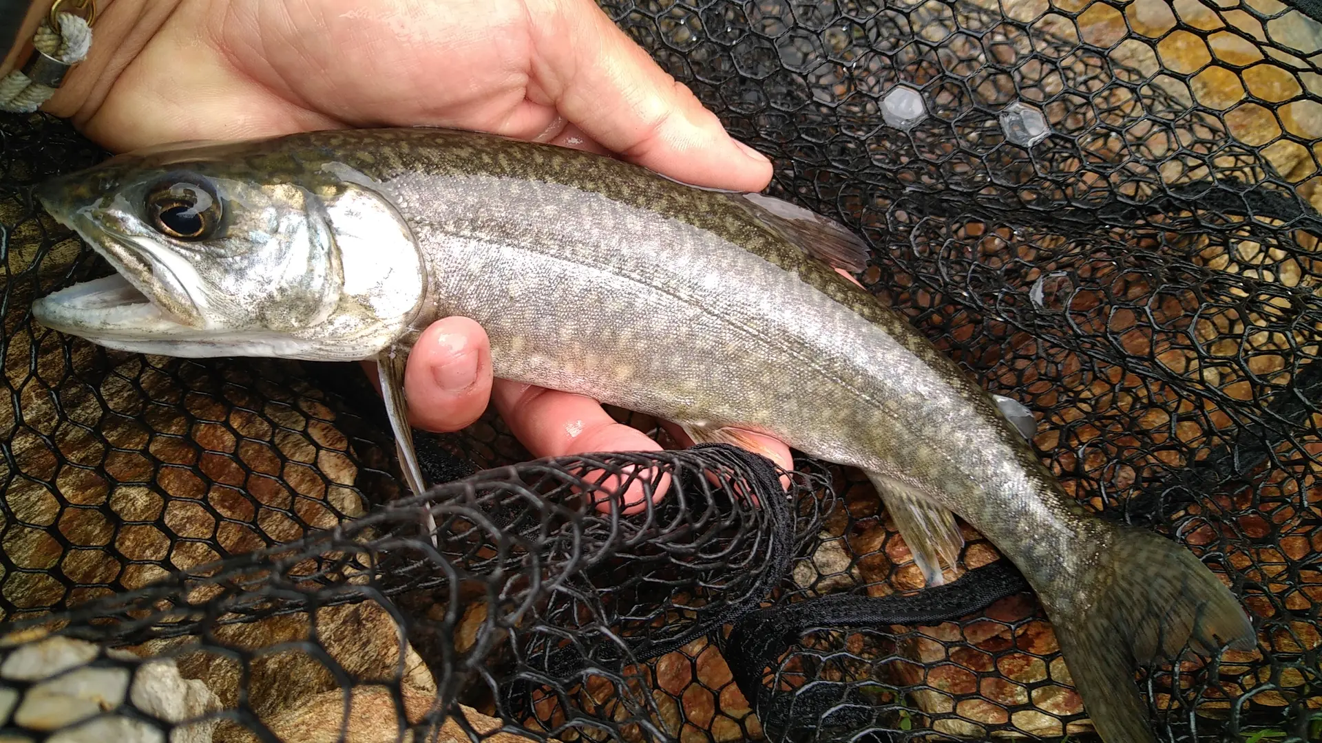 Cristivomer ou truite grise