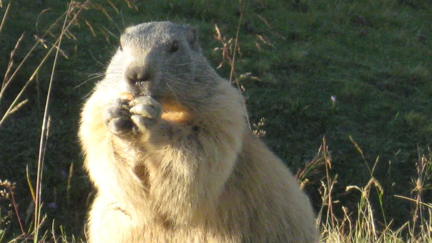 Marmotte