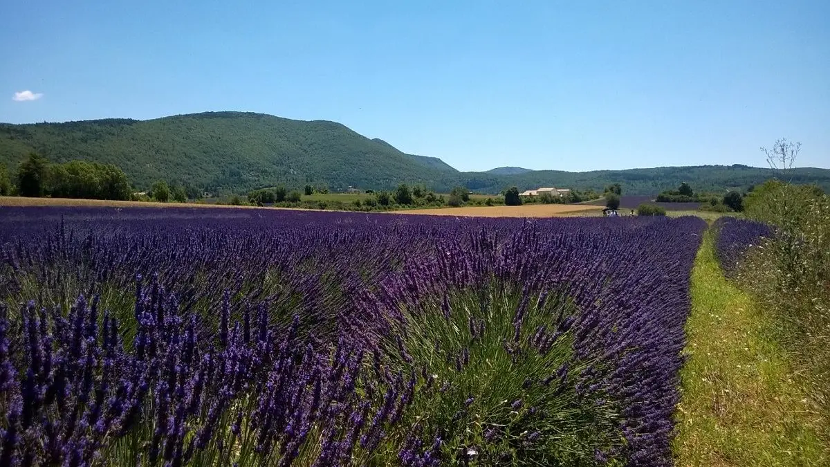 A la Française ! Provence