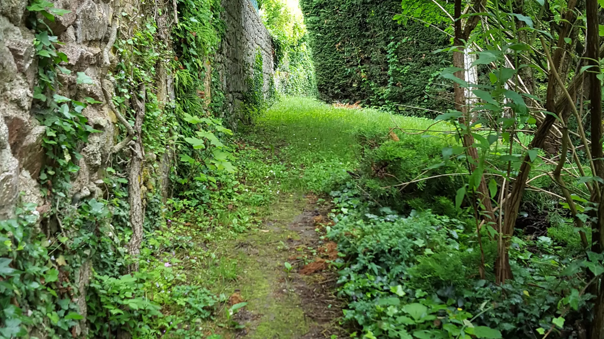 Sentier étroit au départ de la Randonnée Entre Limagne et Combrailles