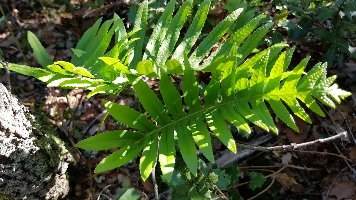 Plante