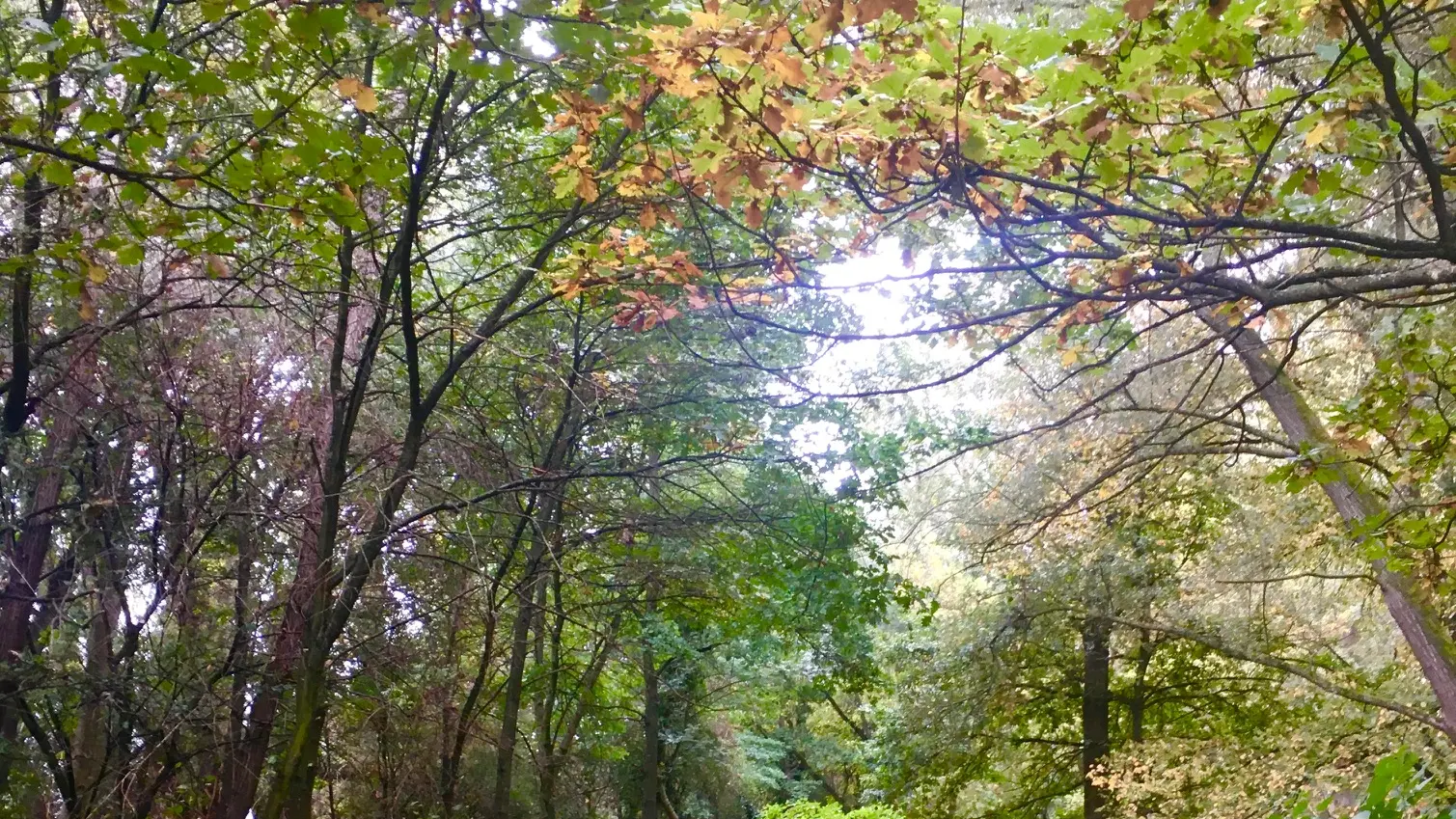 A la lisière d'une forêt