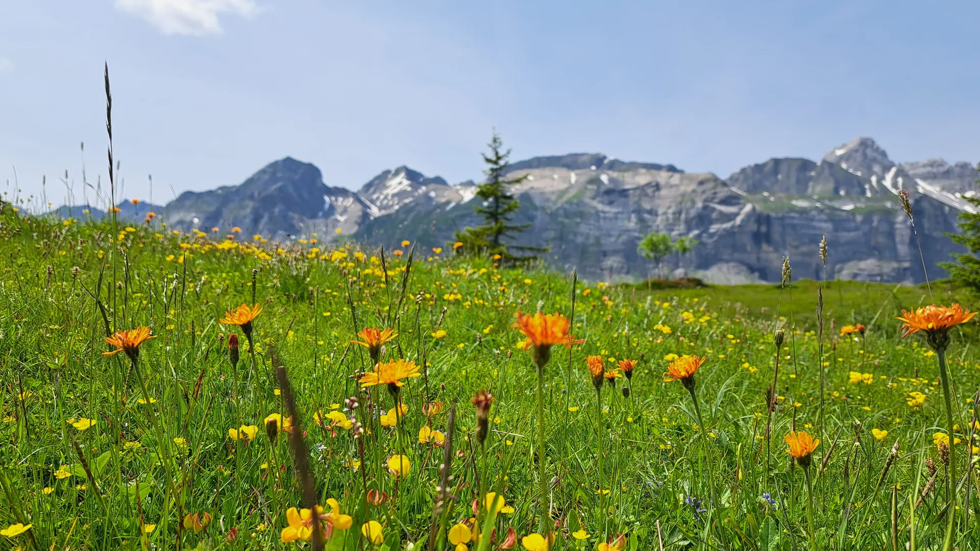 Champ de fleurs au Plateau des Bénés