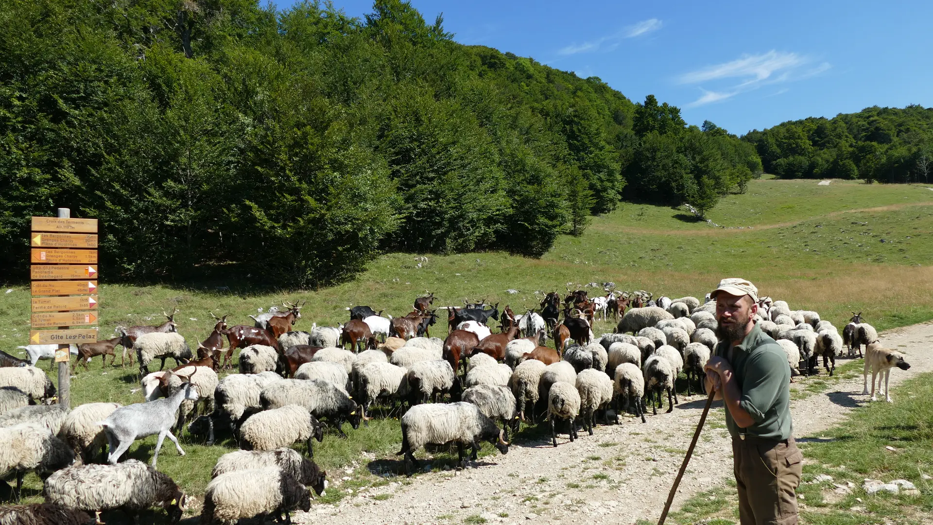 Le troupeau en estive