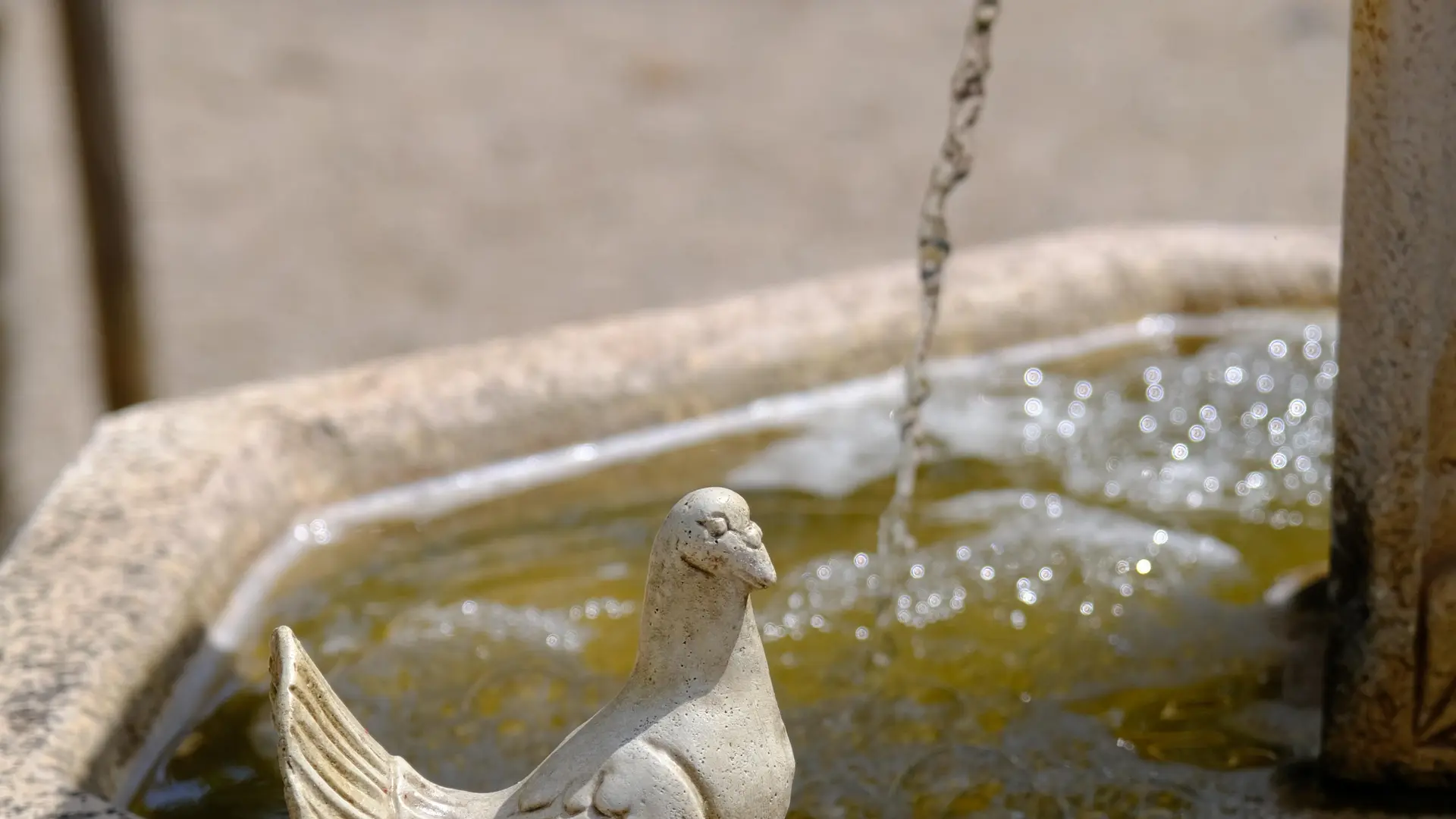 La tourterelle se désaltère à la fontaine du mini golf