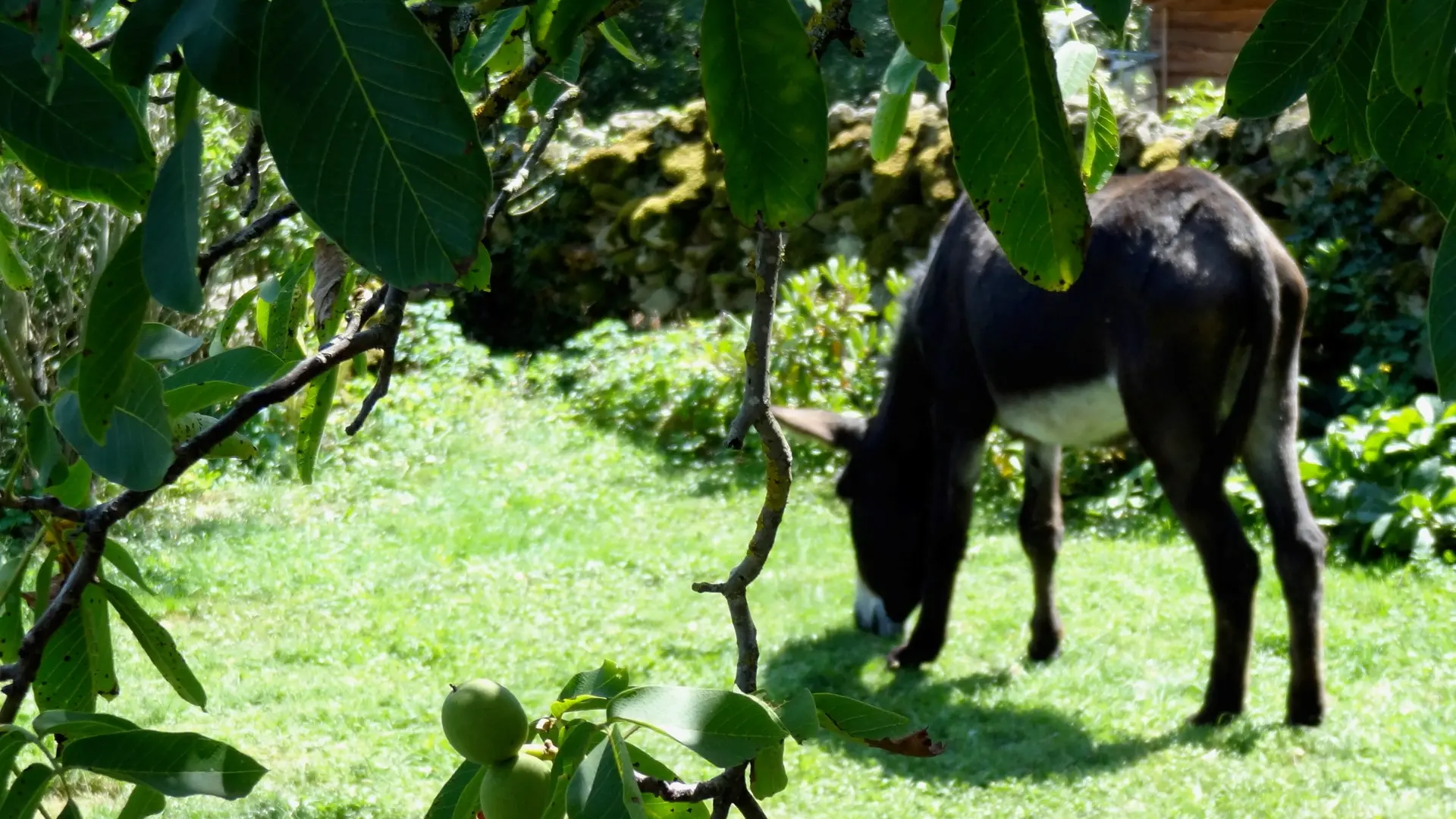 Du jardin... mon ami l'âne !