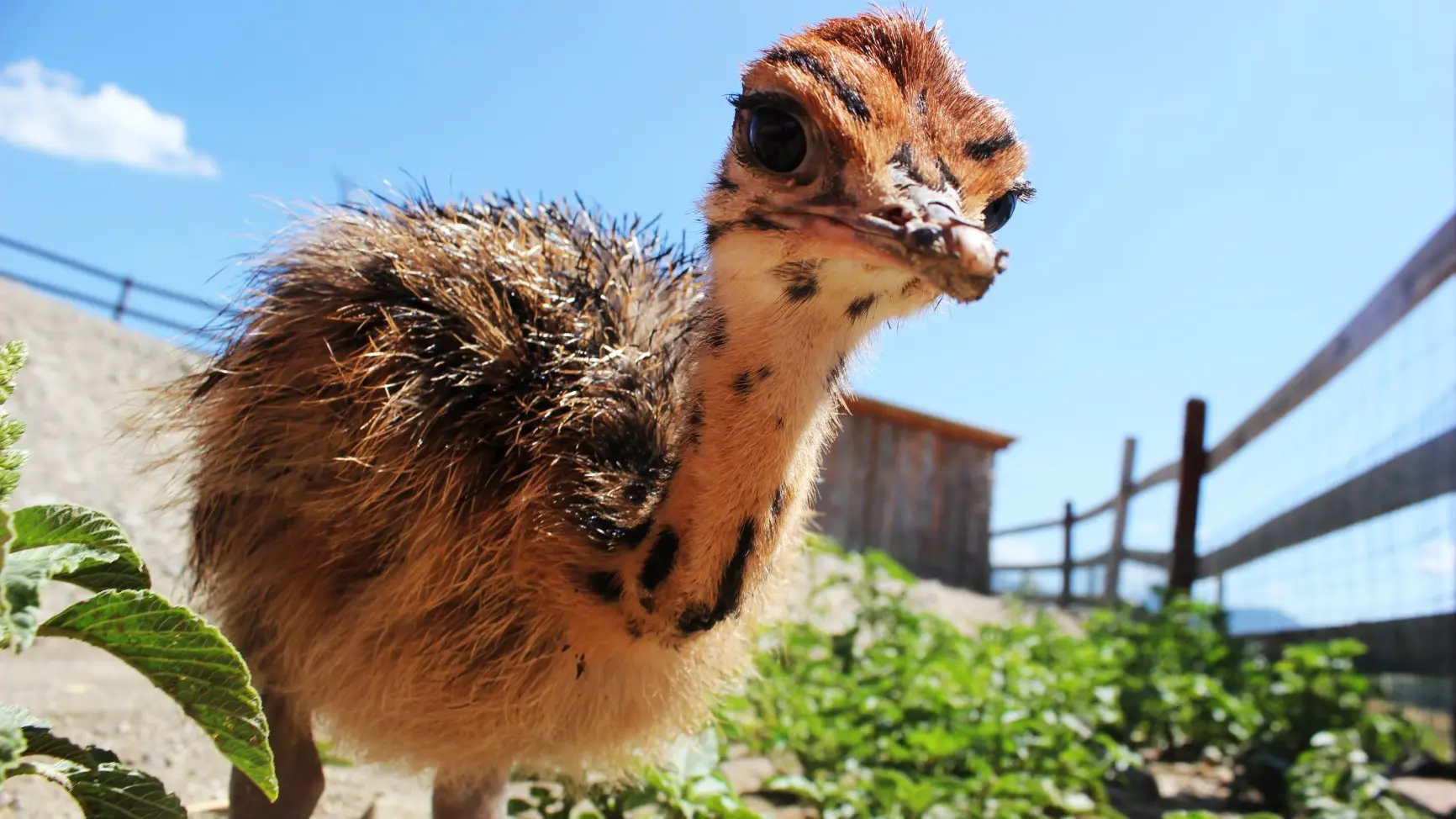 La Ferme du Col JARJAYES