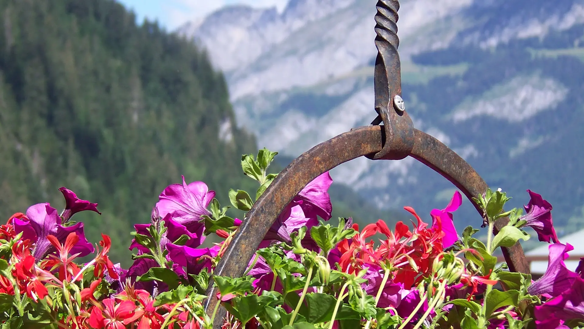 Vue sur les montagnes avec fleurs au premier plan