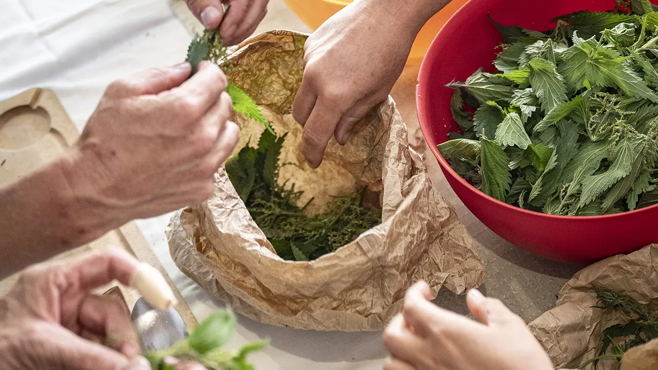 sélection des plantes et rinçage avant de cuisiner des plantes comestibles