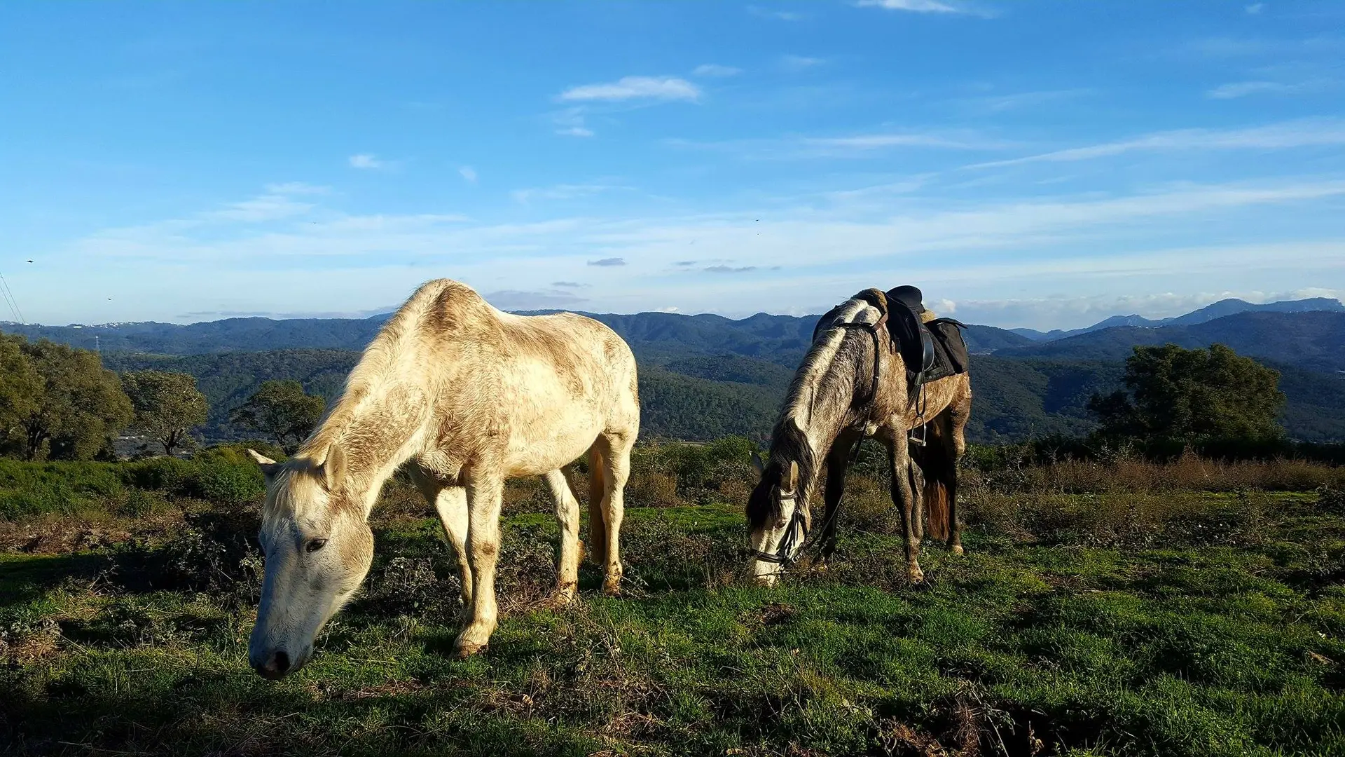 cheval avec vue sur l'Estérel